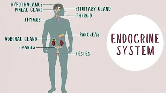 What is endocrinology?